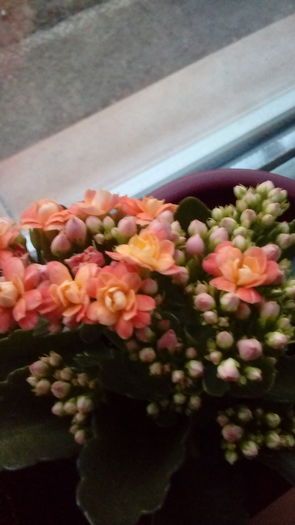 14699008562361730731600 - Kalanchoe