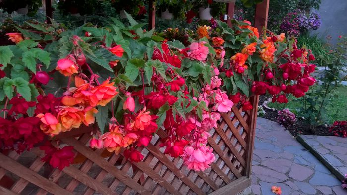 WP_20160730_20_44_23_Pro