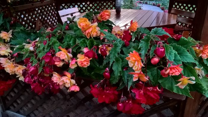 WP_20160730_20_44_50_Pro