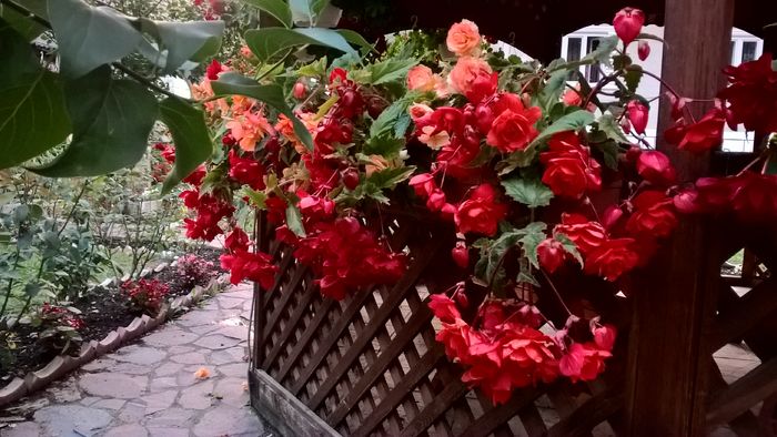 WP_20160730_20_44_57_Pro