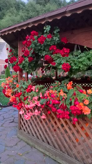 WP_20160730_20_43_47_Pro - Begonii 2016