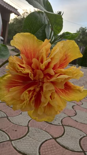 WP_20160730_20_29_43_Pro - Hibiscus Fruitango