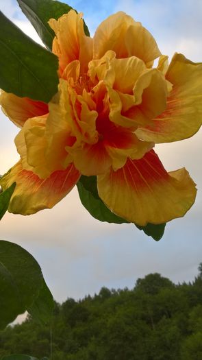 WP_20160730_20_30_03_Pro - Hibiscus Fruitango