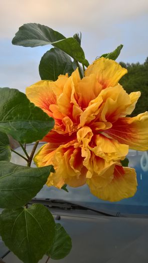 WP_20160730_20_30_08_Pro - Hibiscus Fruitango