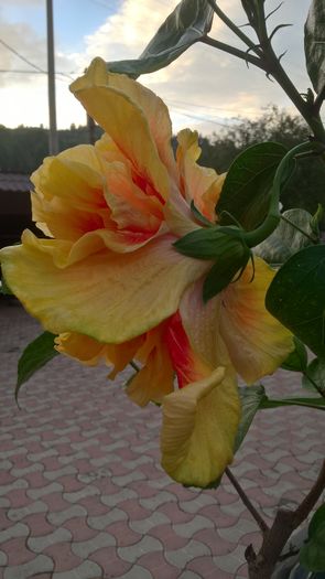 WP_20160730_20_30_16_Pro - Hibiscus Fruitango