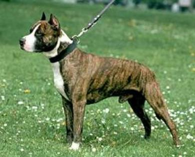 03american_staffordshire_terrier_am-staff - Rasa American Staffordshire Terrier