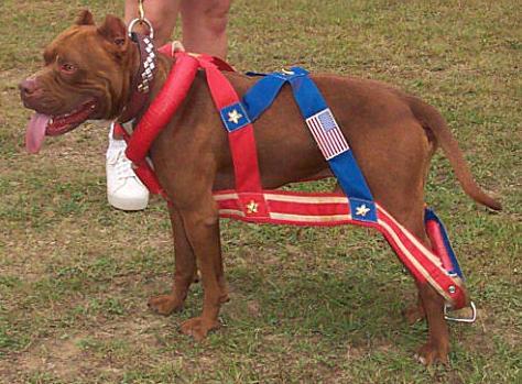 rodeo - Rasa American Staffordshire Terrier