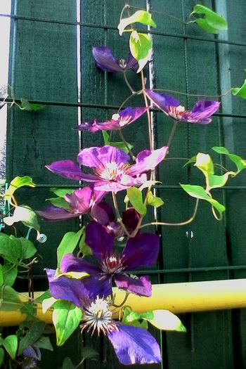 IMG_20160731_094433 - 5Clematite 2016