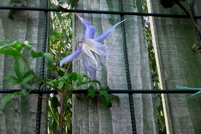 aceeasi clematita in anul 2016