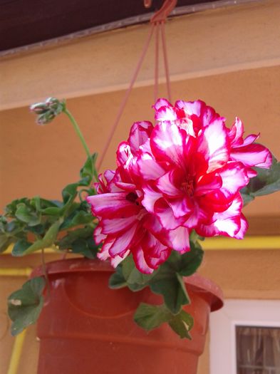 20160529_100620 - Florile mele