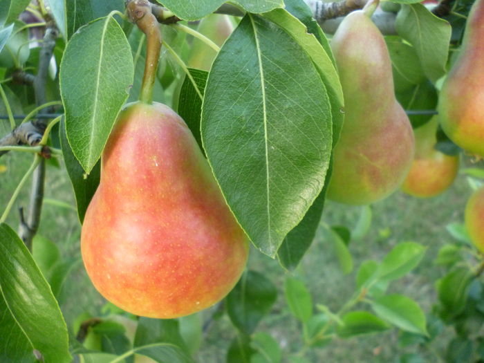 Daciana - pere zemoase de vara - 1A Pomi fructiferi altoiti - toamna - 2023