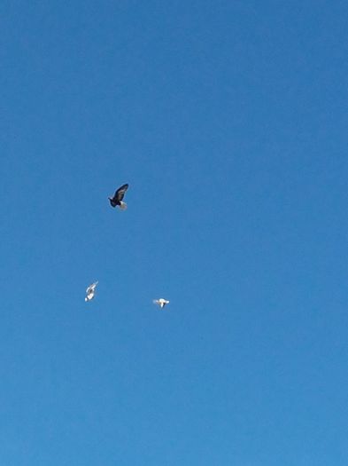 negru codalb in zbor cu galateni.