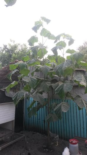 20160730; Paulownia anul 2
