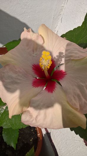 WP_20160731_08_59_21_Pro - Hibiscus Adonicus Pearl