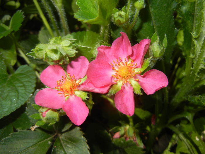 Strawberry Flower (2016, April 17)