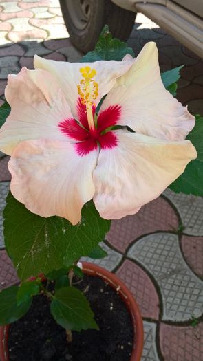 WP_20160731_09_00_24_Pro - Hibiscus Adonicus Pearl