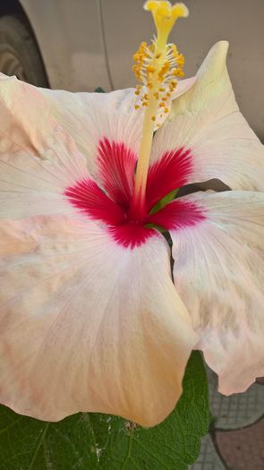 WP_20160731_09_00_31_Pro - Hibiscus Adonicus Pearl