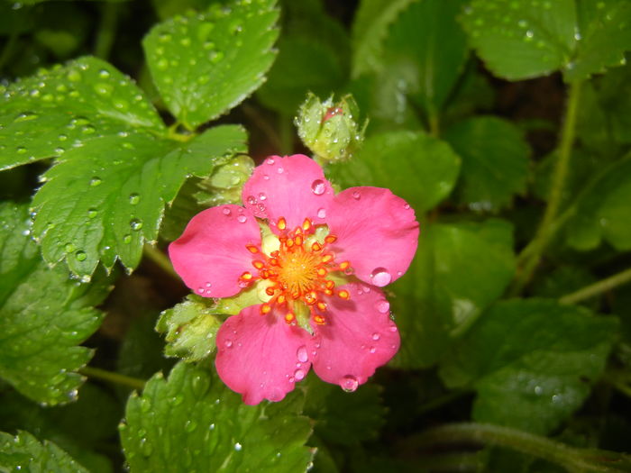 Strawberry Flower (2016, April 19)