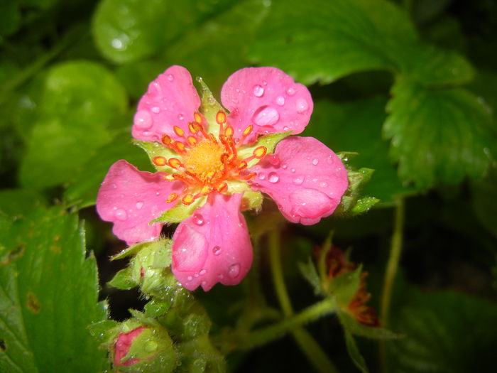 Strawberry Flower (2016, April 24)