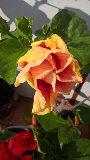 WP_20160731_08_58_33_Pro