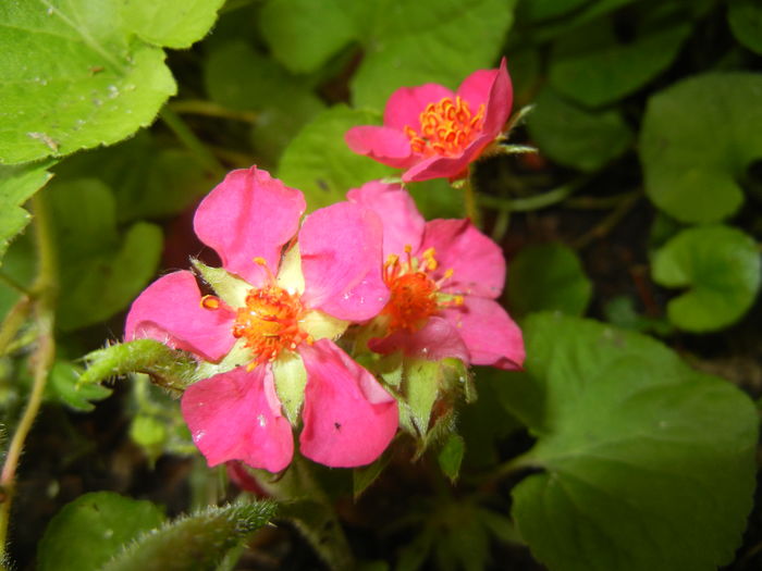 Strawberry Flower (2016, May 06)