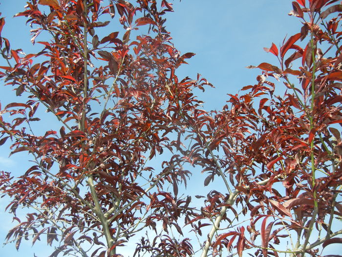 Prunus persica Davidii (2016, April 17)