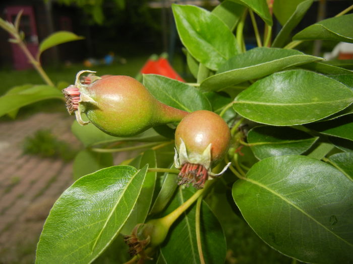 Pears_Pere Napoca (2016, May 06)