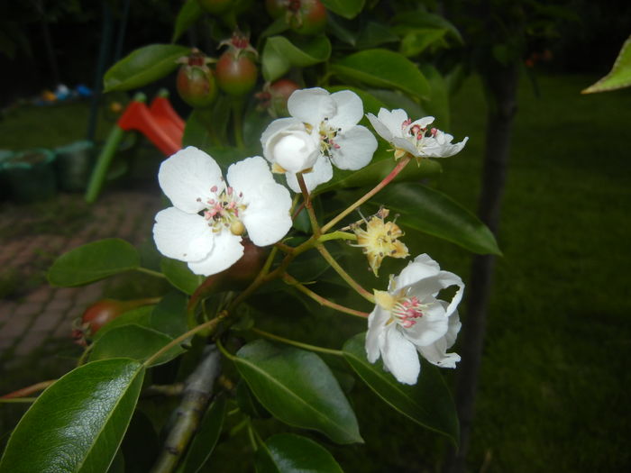 Pear Tree Blossom (2016, May 10) - Pear Tree_Par Napoca