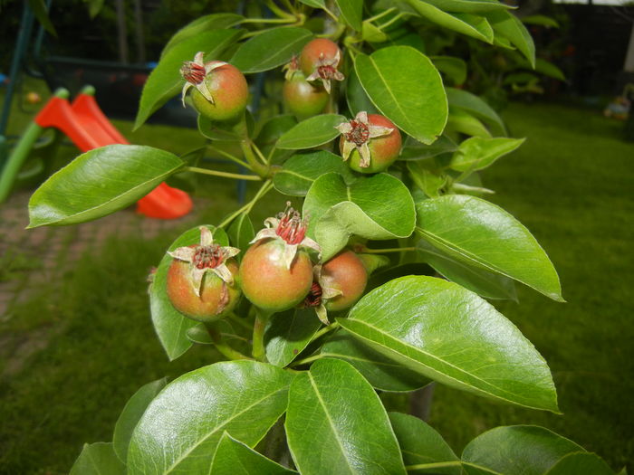 Pears_Pere Napoca (2016, May 10) - Pear Tree_Par Napoca