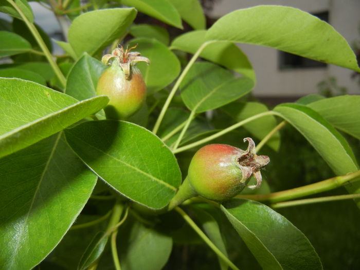 Pears_Pere Napoca (2016, May 06)