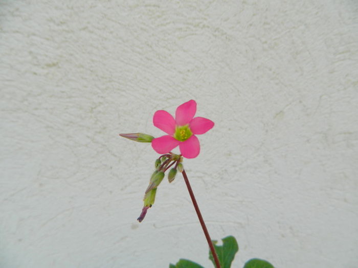 floarea - oxalisi 2016