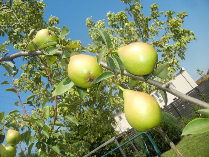 Pears_Pere Napoca (2016, July 14)