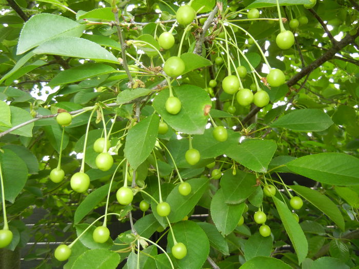 Sour Cherries. Visine (2016, May 10) - Sour Cherry Tree_Visin