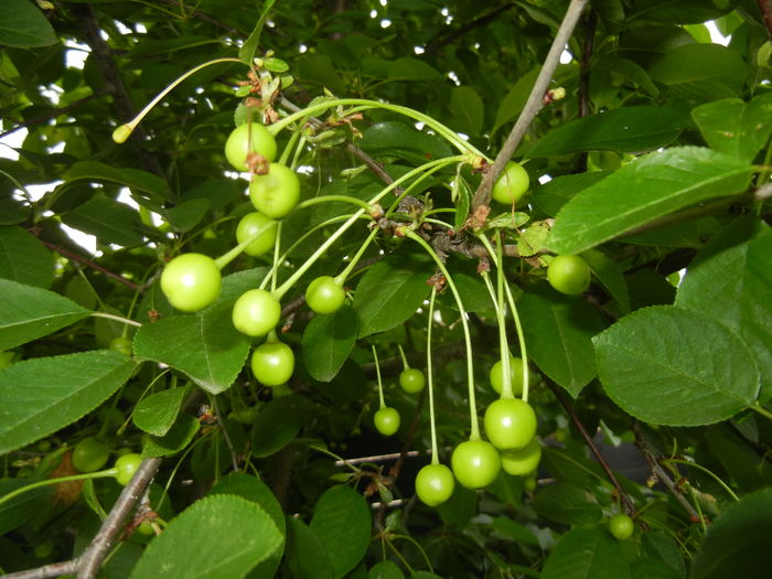 Sour Cherries. Visine (2016, May 10) - Sour Cherry Tree_Visin