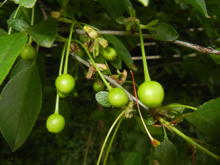 Sour Cherries. Visine (2016, May 10) - Sour Cherry Tree_Visin