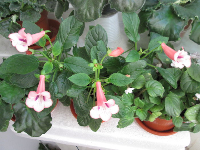 IMG_5767 - GRUP VIOLETE