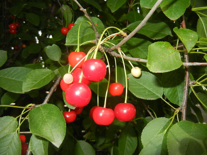 Sour Cherries. Visine (2016, June 12) - Sour Cherry Tree_Visin