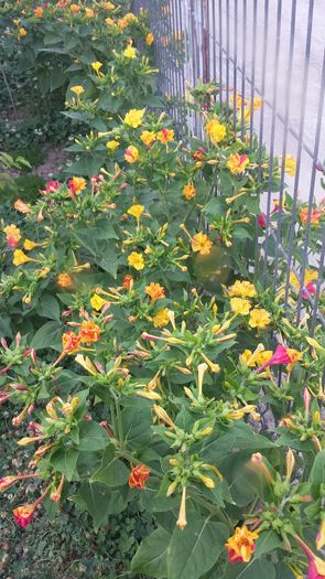 Barba imparatului; Mirabilis jalapa
