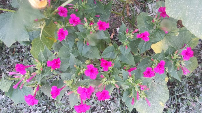 Barba imparatului (mirabilis jalapa)