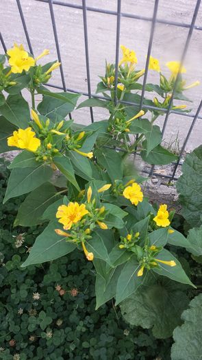 Barba imparatului (mirabilis jalapa)