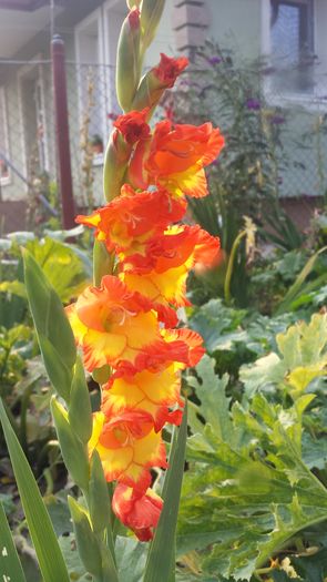 Gladiola Princess Margaret