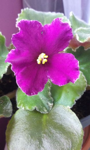 030 - Violete de Parma