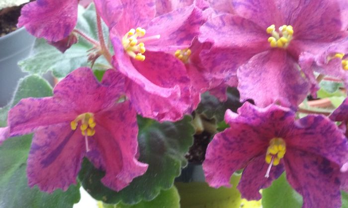 029 - Violete de Parma