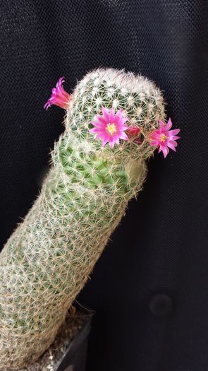 20160709_155559; Mammillaria matudae
