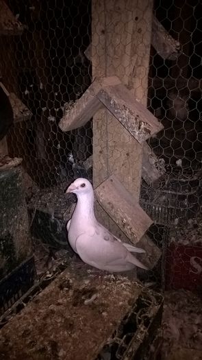 WP_20160730_22_34_29_Pro - 20 PORUMBEI VANDUTI