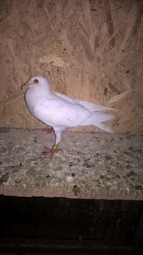 WP_20160730_22_30_52_Pro - 20 PORUMBEI VANDUTI