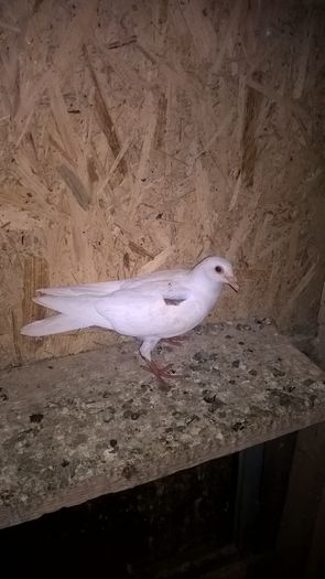 WP_20160730_22_41_48_Pro - 20 PORUMBEI VANDUTI