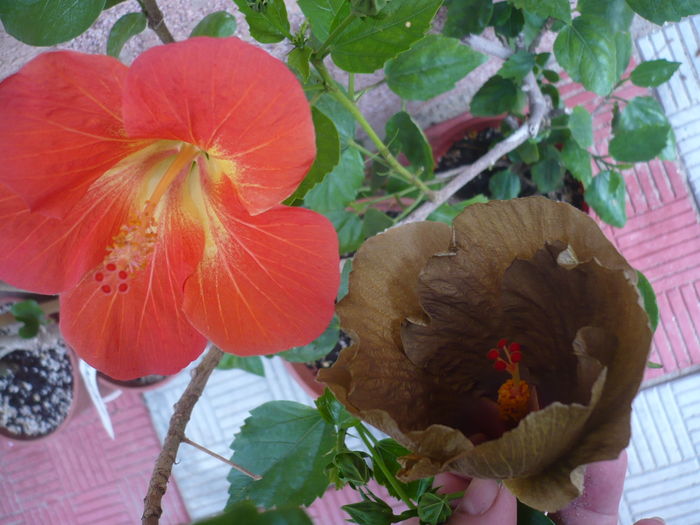 P1280628 - HIBISCUSI 2016-4