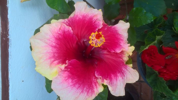 WP_20160731_12_09_22_Pro