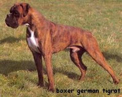 boxer%202 - Rasa Boxer Deutsche Boxer Boxer German